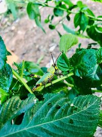 Close-up of insect on plant