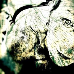 Close-up of tree trunk