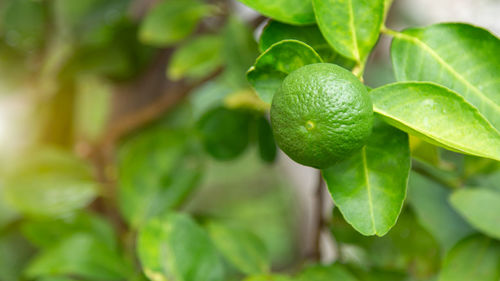 Close-up of fruit growing on plant