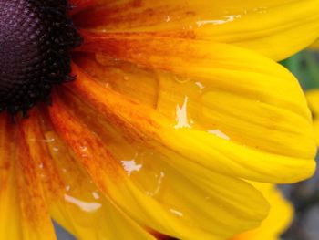 Macro shot of yellow flower