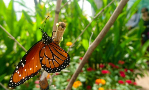 Close-up of butterfly pollinating on flower