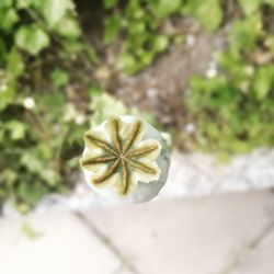 Close-up of flower plant