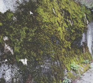 Low angle view of green tree against sky