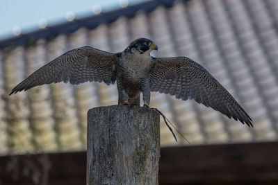 Bird perching on wooden post