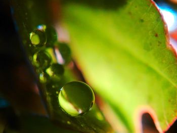 Close-up of green leaf