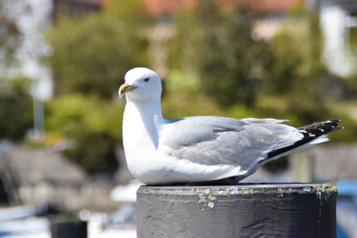 Close-up of seagull perching on railing