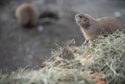 Close-up of squirrel on field