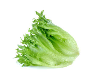 Close-up of fresh green leaf against white background