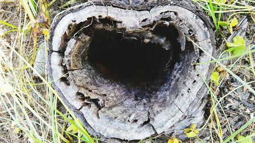 High angle view of hole on tree trunk