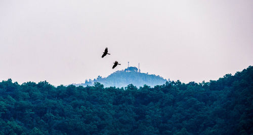 Low angle view of silhouette bird flying against clear sky