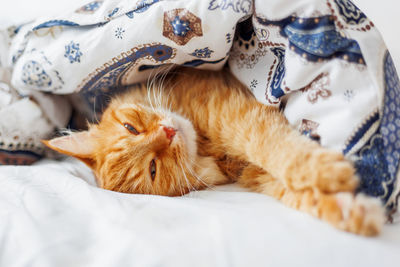 Close-up of cat sleeping on bed