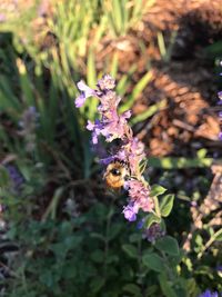 Close-up of bee on purple flower