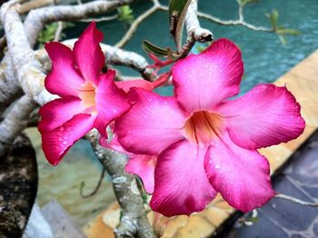 Close-up of pink flowers