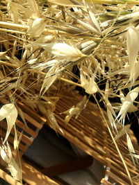 Close-up of white flowering plants