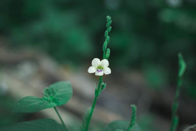 Close-up of small plant growing on field