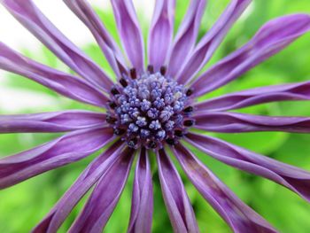 Close-up of purple flower