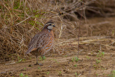 Bird perching on a field