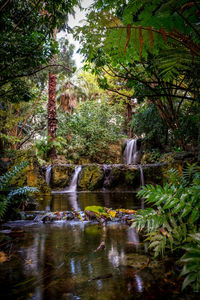 View of waterfall in forest