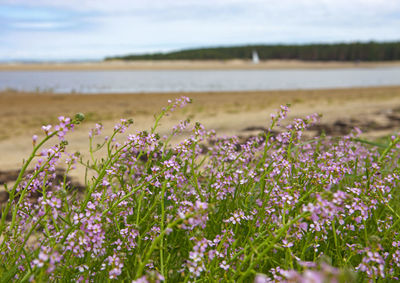 View of flowering plants on land against sky