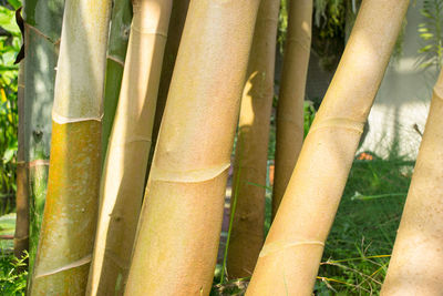 Close-up of plants