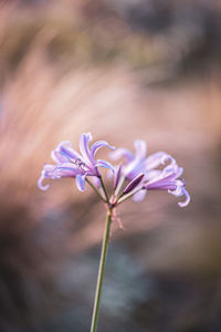 Close-up of purple flowering plant