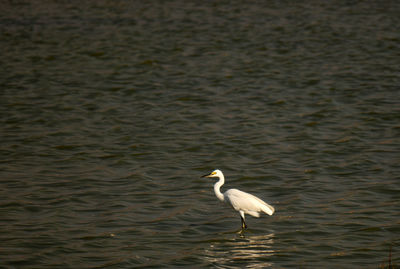 Bird in a lake