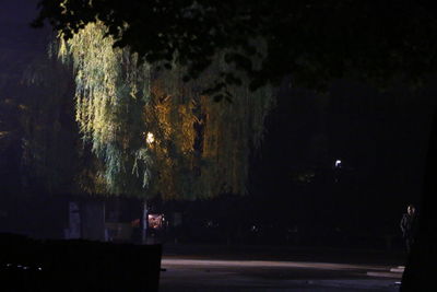 View of illuminated trees at night