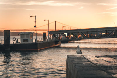 Seagull perching on pier over sea against sky during sunset