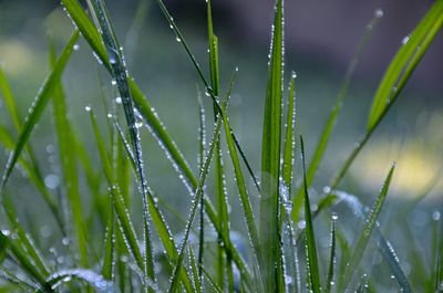 Close-up of wet grass during rainy season