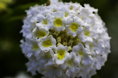 Close-up of fresh white flowers blooming outdoors