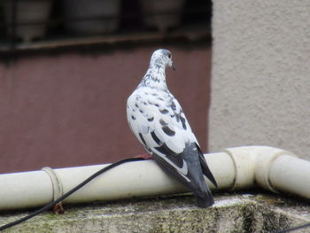 Close-up of bird perching on retaining wall