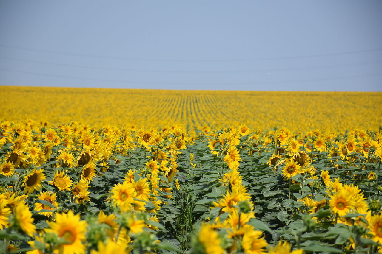 yellow, flower, flowering plant, landscape, field, growth, sky, beauty in nature, agriculture, environment, plant, rural scene, scenics - nature, tranquility, land, freshness, tranquil scene, crop, clear sky, nature, farm, no people, sunflower, outdoors, flower head, plantation, flowerbed