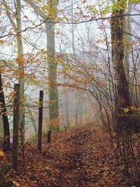 Low angle view of trees in forest