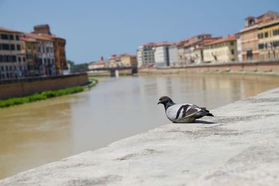 Bird on retaining wall against buildings in city