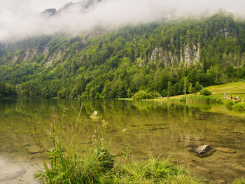 Scenic view of lake in forest