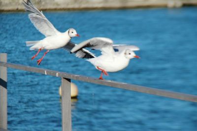 Close-up of seagull perching on sea