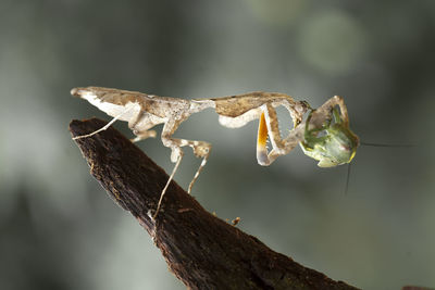 Deroplatys lobata with beautifull pose