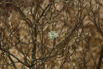 Close-up of flowers blooming outdoors