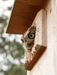 Female eastern screech owl megascops asio peers out of a nest box in bonita springs, florida