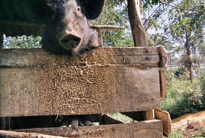 Close-up of horse on tree