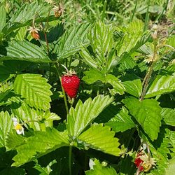 Close-up of strawberry growing on plant