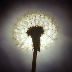 Close-up of dandelion flower