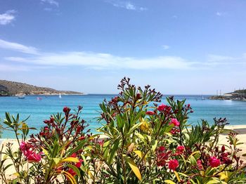 Close-up of flowers in water