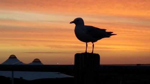 Bird perching on branch at sunset