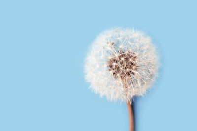 dandelion