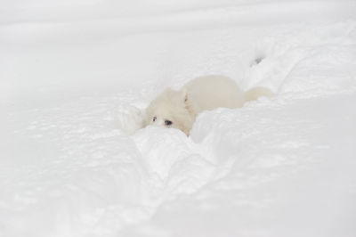 White dog lying on bed