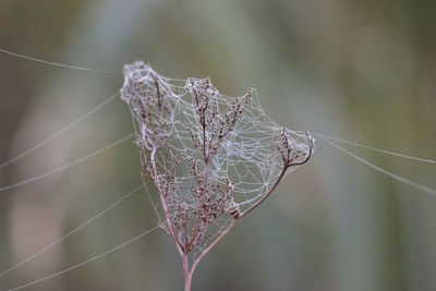 Close-up of spider web on plant