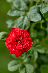 Close-up of red rose
