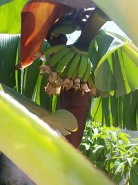 Close-up of green leaves on plant