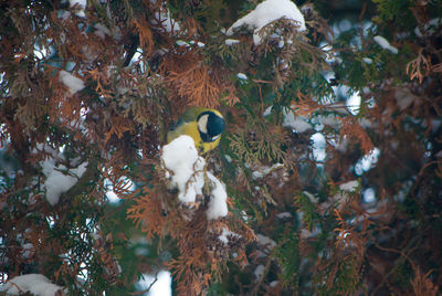 Close-up of birds on tree